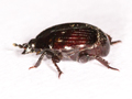 Margarinotus purpurascens